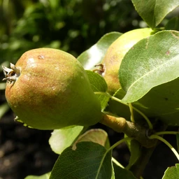 pear-tree-for-sale