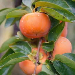 persimmon-tree-for-sale_56b2fcd4-0e2a-42fb-82af-e417ad1199b6