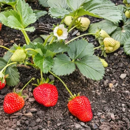 strawberry-plant-for-sale