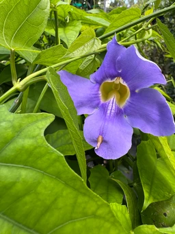 thunbergia-flower