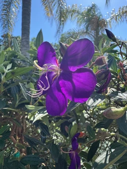 tibouchina-flower-plant