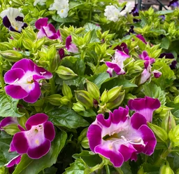torenia-flowers