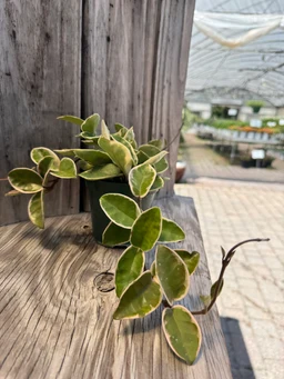 wax-plant-for-sale