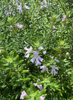 westringia-plant-false-rosemary
