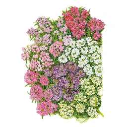 1267i_Alyssum-Sweet-Allure-Pastel-Blend_qcwure_b7f0547e-6058-4477-a92f-2256b44ccd43