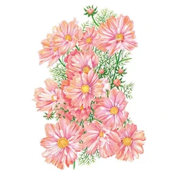 1350i_Cosmos-Apricotta_fqsne1_302fb6ed-50e1-4804-a24e-3ff081f1bb64