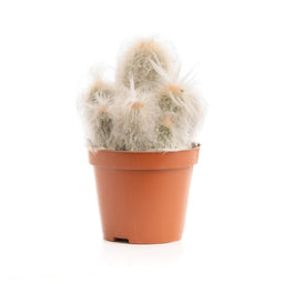 Artificial Potted Plants