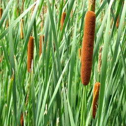 Cattail_Plant_For_Sale