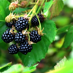 Dewberry_Plant_For_Sale