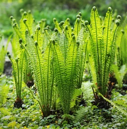 Fiddlehead_Fern_For_Sale