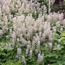 Foam_Flower_For_Sale