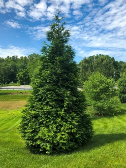 Green_Giant_Arborvitae_For_Sale