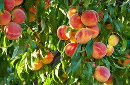 Peach_Fruit_Tree_For_Sale