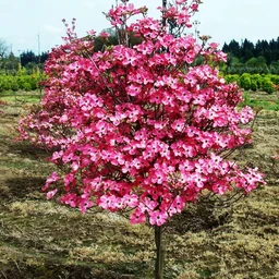Red_Dogwood_Tree_For_Sale