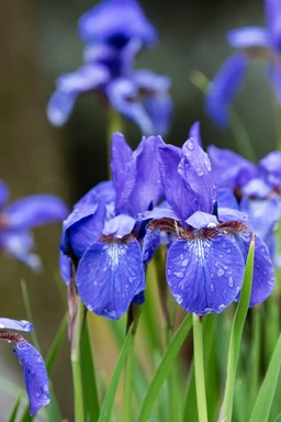 Siberian_Iris_Plant_For_Sale