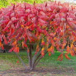 Staghorn_Sumac_On_Sale