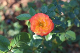Live Outdoor Plants