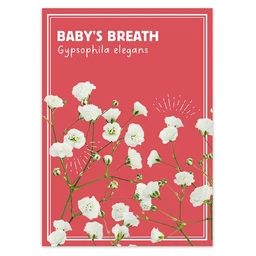 am012167-babysbreath-dropshadow