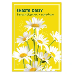 am012169-shastadaisy-dropshadow_1