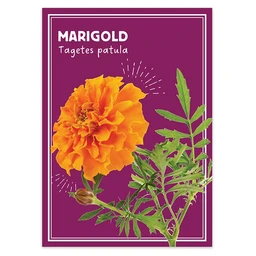 am012218-marigold-dropshadow