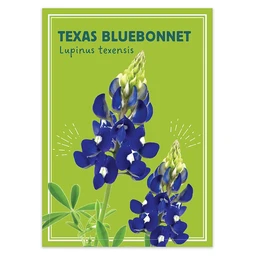 am012231-bluebonnet-dropshadow