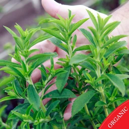CandyStevia