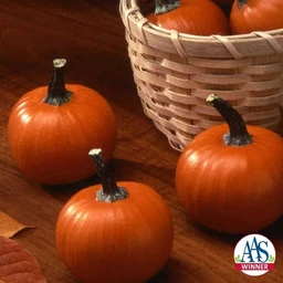 PumpkinWeeBLittle.120