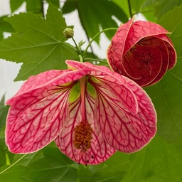 abutilon_cherry_blossom