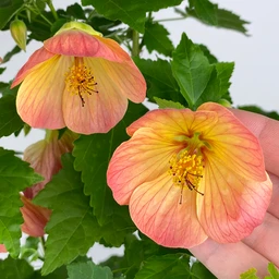 abutilon_tiger_lily_3