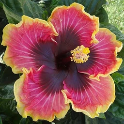 hibiscus_bright_hope