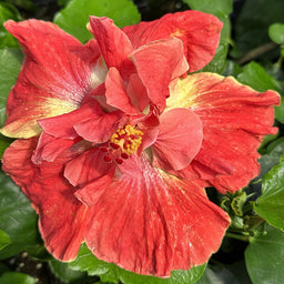 hibiscus_my_guy