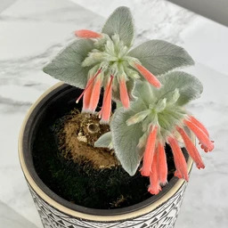 sinningia_leucotricha