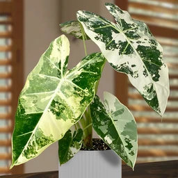 variegated_frydek
