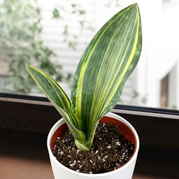 variegated_whale_fin_sansevieria