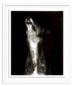PS_SAKS-FIFTH-AVENUE_400214874709---GALGO-DOS_-PRINT-BY-HUMBERTO-RIVAS-RIBEIRO-_IRVINE-SLIM_WHITE_19X23_0249c607-4ae0-4c93-a1c9-14b328bcf01e