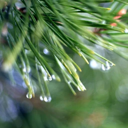 656-windsong-balsam-pine