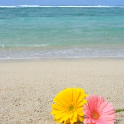 7575-beach-daisy