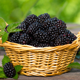 8754-Fresh-Picked-Blackberry-Fragrance-Oil-505