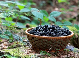 blackberry_e8f341ed-493b-49db-a3b9-bc23eafb748b