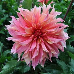 labyrinth_web