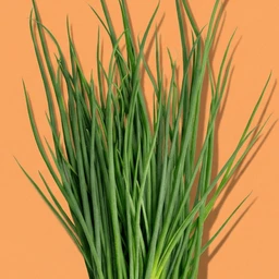 Chives-1