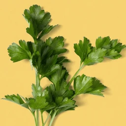 Italian-Parsley-1