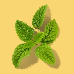 Mint-1