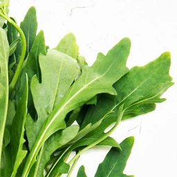 arugula-temp-1