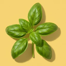basil-1