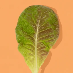 butterhead-1