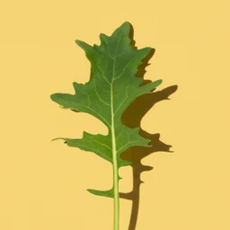 green-mustard-1