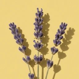 lavender-1