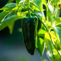 Ancho-Poblano-Pepper__11225.1667682460.1280.1280