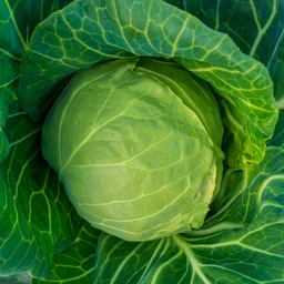 Late-Flat-Dutch-Cabbage__41082.1673630714.1280.1280